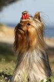 YORKSHIRE TERRIER 369